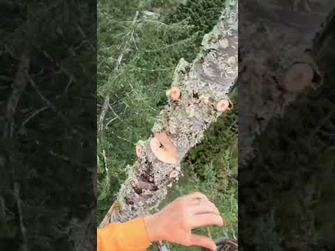 高さ185フィートのモミの木の上。これは私が今まで登った中で最も高い木だと思います。