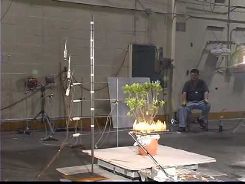 Bayberry (Myrica pensylvanica) - Low Flammability shrub.