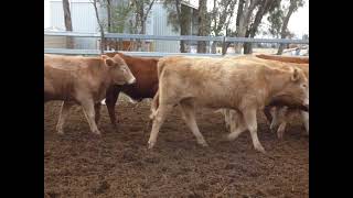54 Eurox Hfrs St George