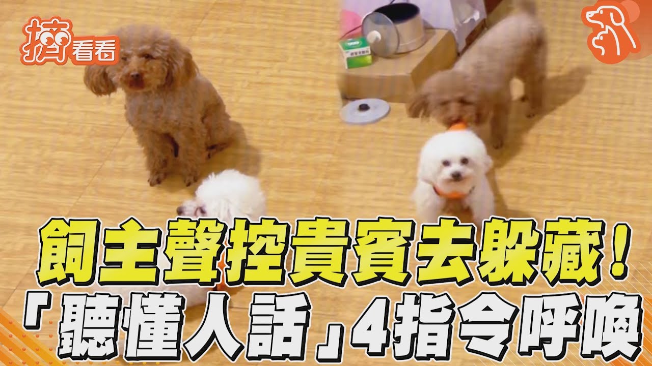 影音/飼主遠端聲控貴賓去躲藏! 「聽懂人話」4指令呼喚萌犬
