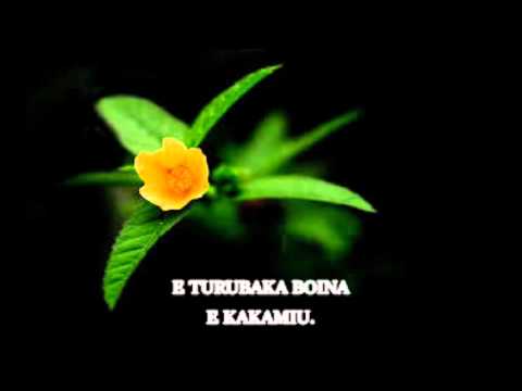 E TURUBAKA BOINA E KAKAMAIU.