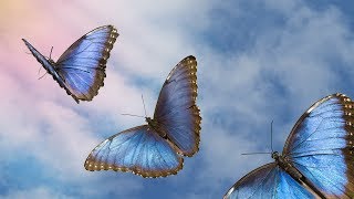 2 Hours of Celtic music, Peaceful music, Instrumental Music &quot;Celtic Light&quot; by Tim Janis