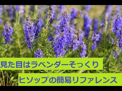 ヒソプス・オフィシナリス