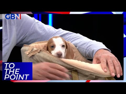 Master Dog - Puppy Bootcamp video.