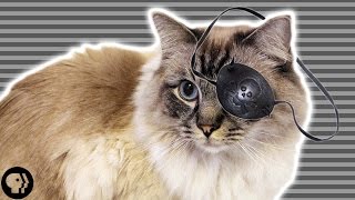 What Cats Taught Us About Perception