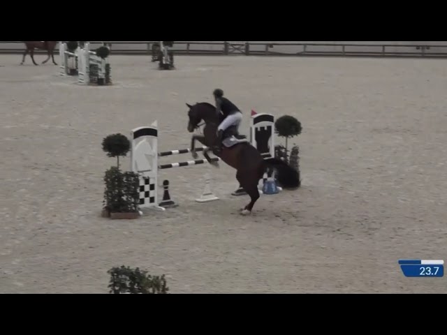 Half-brother of this Implanted embryo is the CSI 1.45m Zangersheide Stallion Corlou PS with rider Caroline Müller.