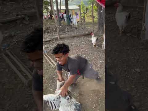 Llevando las gallinas del vecino🤣 #humor