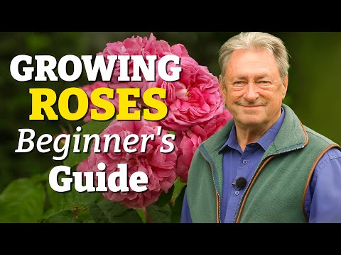 Growing Roses Made Easy: The Beginner’s Guide to a Gorgeous Garden