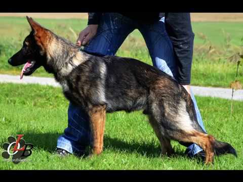 Thorr Orrylordblack - obedience 9/2017