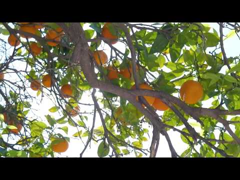 MANEJO DEL AGUA EN LA QUINTA Y LA IMPORTANCIA DE LA PODA EN CITRICOS