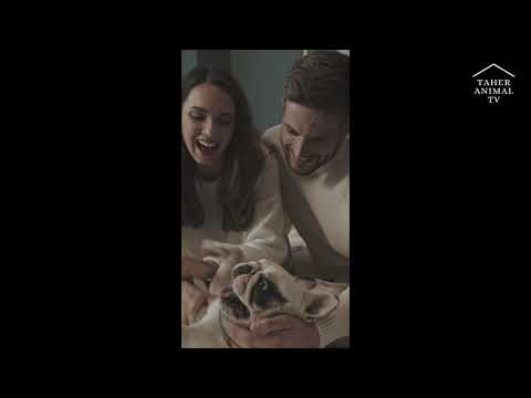 🤣 Funniest 🐶 Dogs and 😻 Cats - Awesome Funny Pet Animals Videos 😇