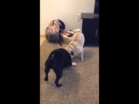 Pug's wrestling