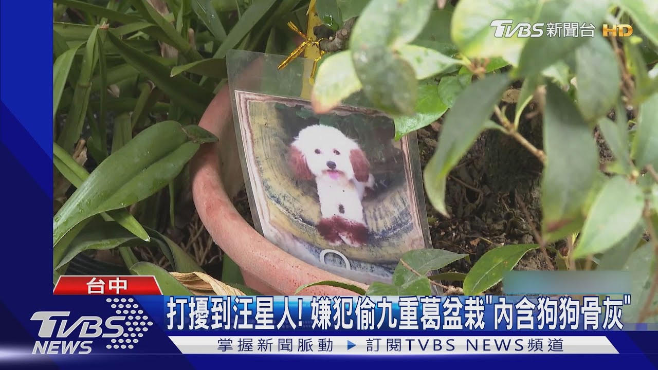 打擾到汪星人！　嫌犯偷九重葛盆栽「內含狗狗骨灰」