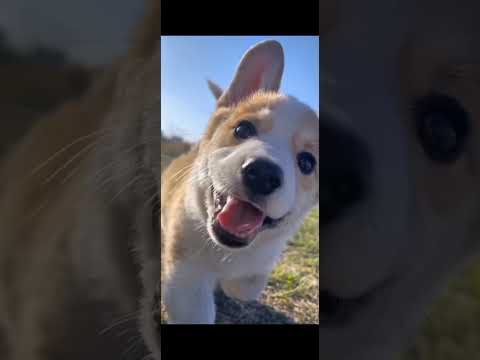 #foryou #music #remix #cover #newsong #doglover #slowmotion