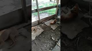 Download lagu #nqc#online#animals#dog#shorts#youtubeshorts#anjing peliharaan hanya untuk penjaga rumah malam hari. mp3