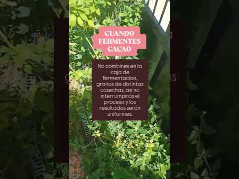 Participa en mis cursos en linea! #chocolate #cacao #beantobar #chocolateros