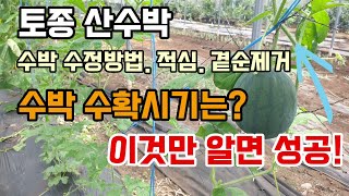 수박키우기 수박꽃수정방법 적심 순치기 수박수확시기 날짜 계산 말고 이거 보고 수확하세요 토종산수박