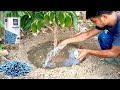 How To Use Npk Fertilizer On Plants To Fast Fruiting Best NPK Fertilizer