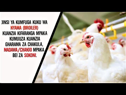 , title : 'MWONGOZO JINSI YA KUMFUGA KUKU WA NYAMA🐔 (BROILERS) KUANZIA KIFARANGA MPAKA KUMUUZA.'