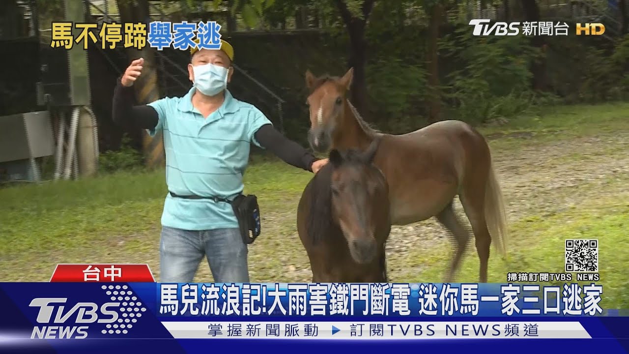 馬兒流浪記!大雨害鐵門斷電 迷你馬一家三口逃家
