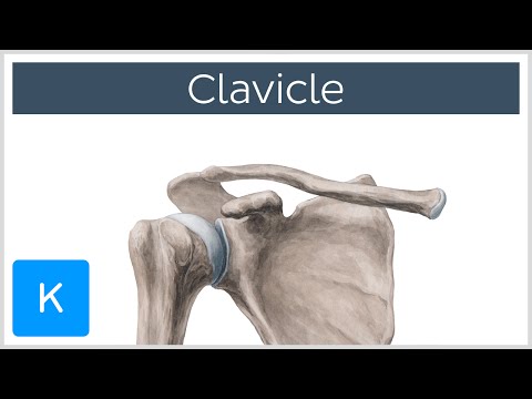 Clavicle Bone - Location, Definition & Function - Human Anatomy | Kenhub