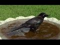 A Clean Grackle is A Happy Grackle
