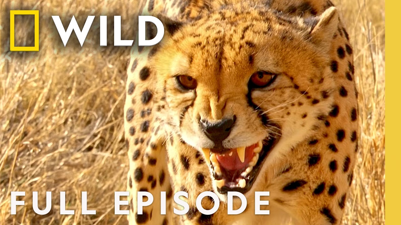 Nature's Secret Weapons (Full Episode) | World's Deadliest Compilations | Nat Geo Animals - YouTube video featuring the word initiate