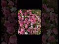 Haseen Talwiinder ️ Lyrics Status Viral Trending Asthetic