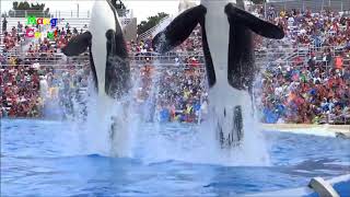 Download lagu Atraksi Lumba Lumba yang Lucu mp3 Download lagu Atraksi Lumba Lumba yang Lucu mp3