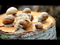 The Fascinating World Of Snails Beyond The Common Myths Divine Designs