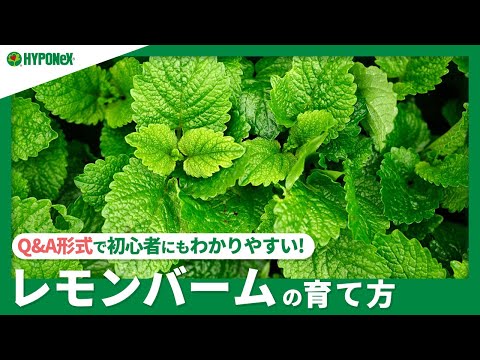 レモンミント 植物