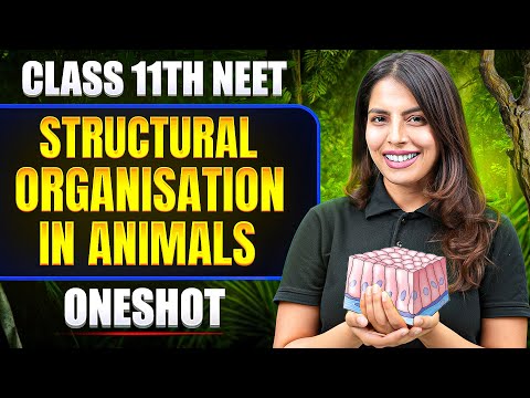 STRUCTURAL ORGANISATION IN ANIMAL in One SHOT | All Concept & PYQ | Basic to Advance | Class 11 NEET