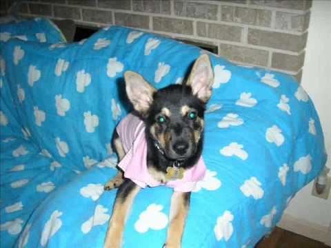 my husky mix wonderful moments