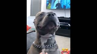 Happy Pitbull Smiling | Reason To Love Pitbulls #shorts