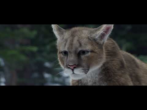 A Dog's Way Home | VFX Breakdown Reel