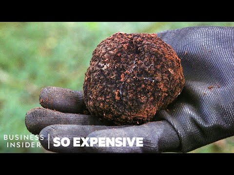 Truffles: Why the Price of These Fungi is SO Steep