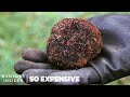 Why Real Truffles Are So Expensive So Expensive