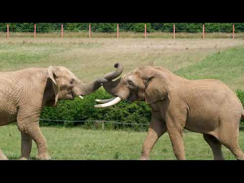 🐘 Elephant Welfare App in Action at Noah's Ark Zoo Farm 🐘