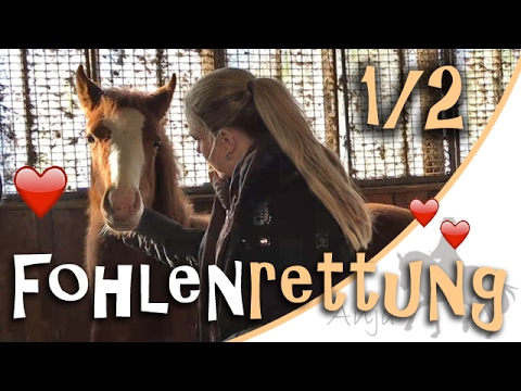 Fohlenrettung - Wer ist das ängstliche Pony? Teil 1/2