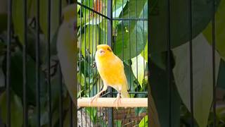 Download lagu Burung Kenari Saya vs Burung Kenari Anda: Siapa yang Bernyanyi Lebih Baik? 🎙️ #nyanyiankenari #burunglucu #nyanyiankenari #suaraburung #video pendek mp3