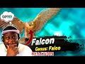 (REACTION) TierZoo The Bird Tier List | I'll Take The Falcon All Day