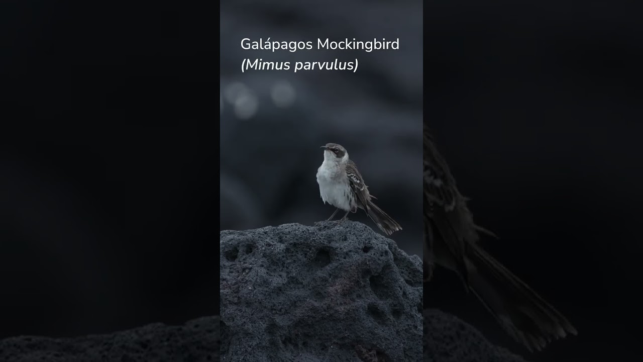 🔊 GALAPAGOS GUESSING GAME: Guess That Sound
