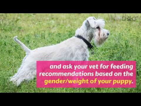How To Feed The Schnauzer Dog