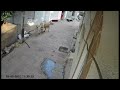 Dangerous Bull Attack Bull Attack On Old Man Shorts