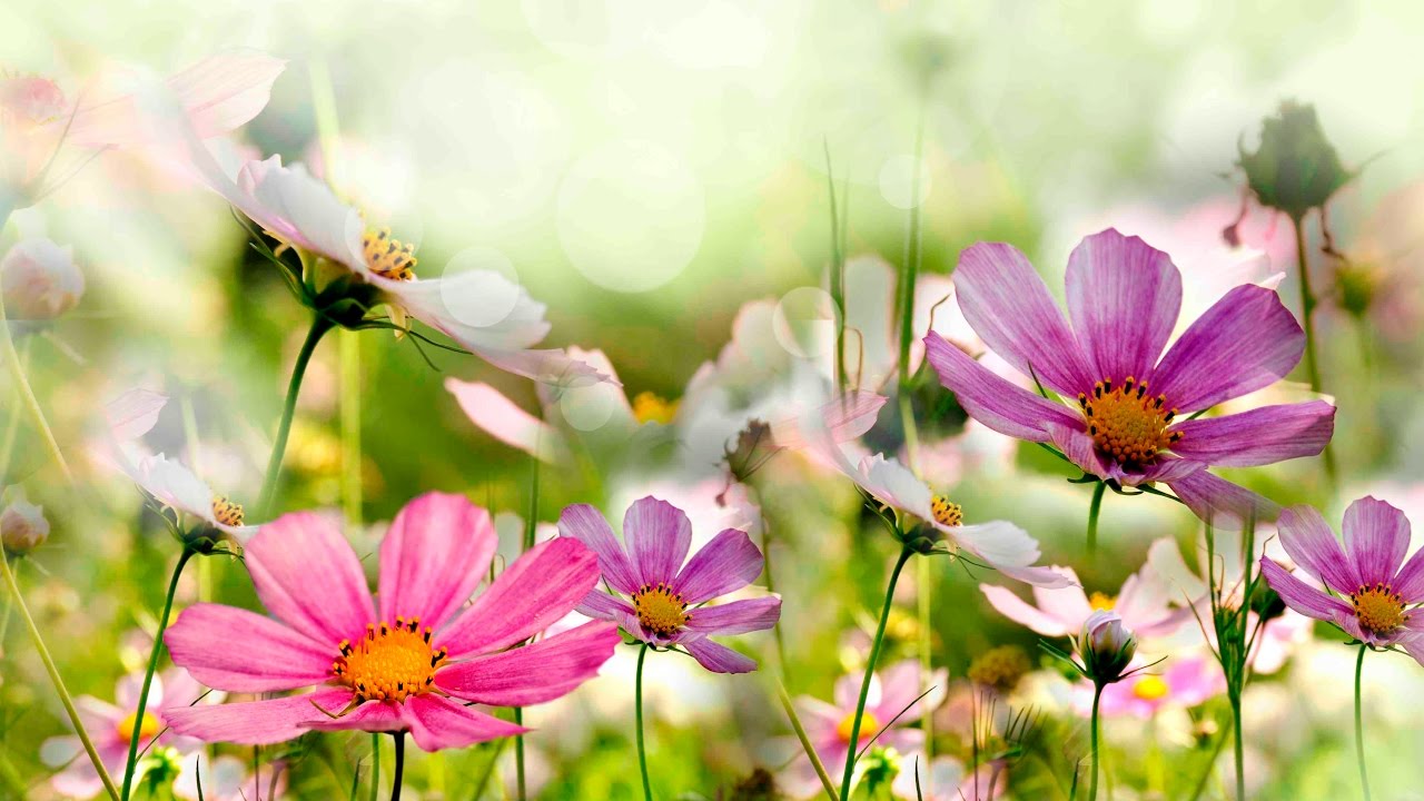 Peaceful Music, Relaxing Music, Instrumental Music, 