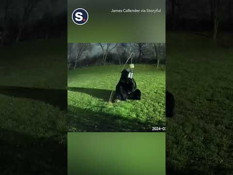 Bear Calmly Enjoys Meal From Bird Feeder Outside Home