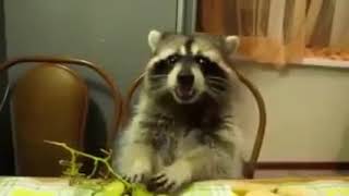 Cover art for CA-MI-NAR