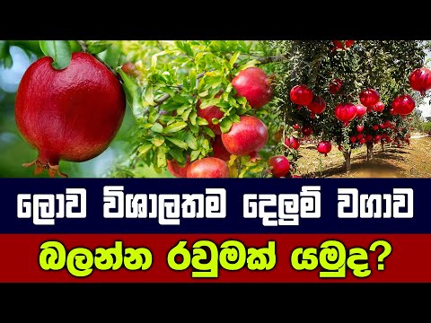 Awesome Agricultural Technology | Pomegranate Cultivation | Pomegranate Farm and Harvest.