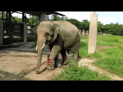 cambodia animals rescued care help