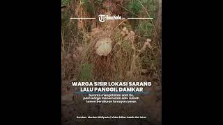 Download lagu Tawon Vespa Makan Korban di Gondangrejo Karanganyar, Warga Sisir Lokasi Sarang lalu Panggil Damkar mp3